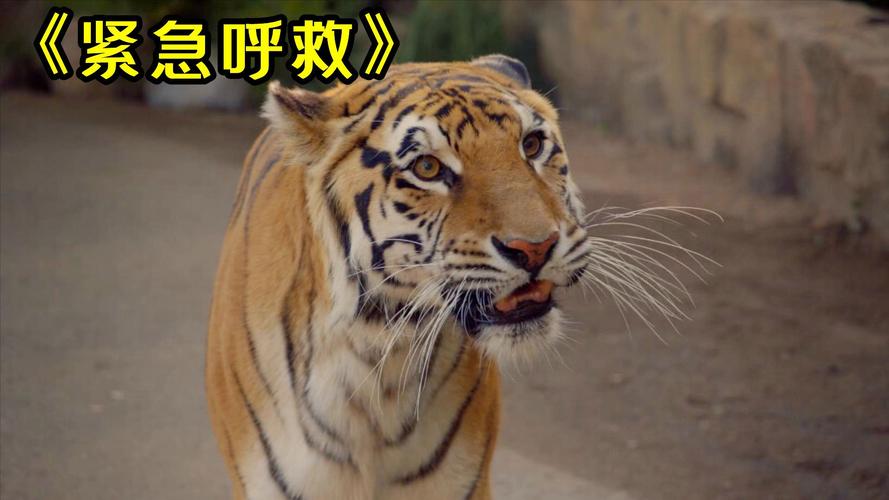 2025最新免费资料大全和在动物园偷拽老虎毛与在动物园偷拽老虎毛毛